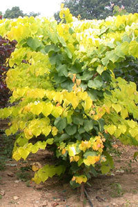 Cercis can Hearts of Gold #7