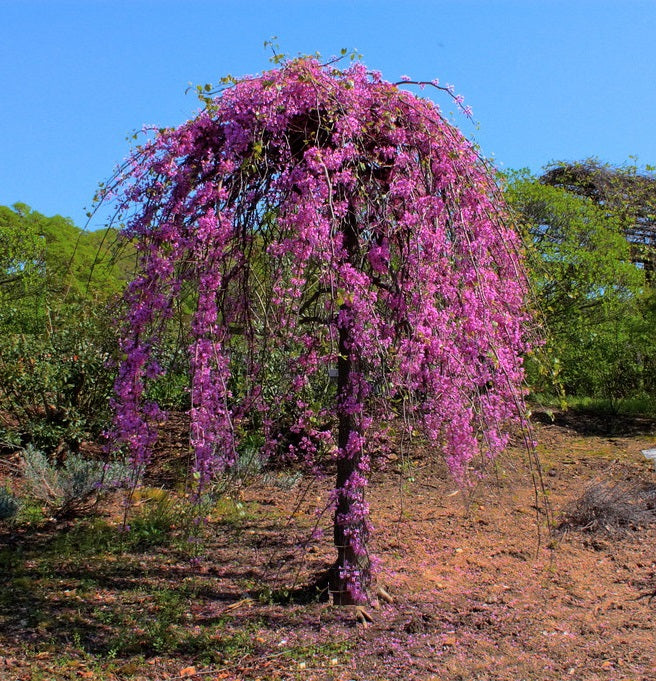 Cercis can Lavender Twist #15