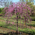 Cercis can Pink Heartbreaker #15