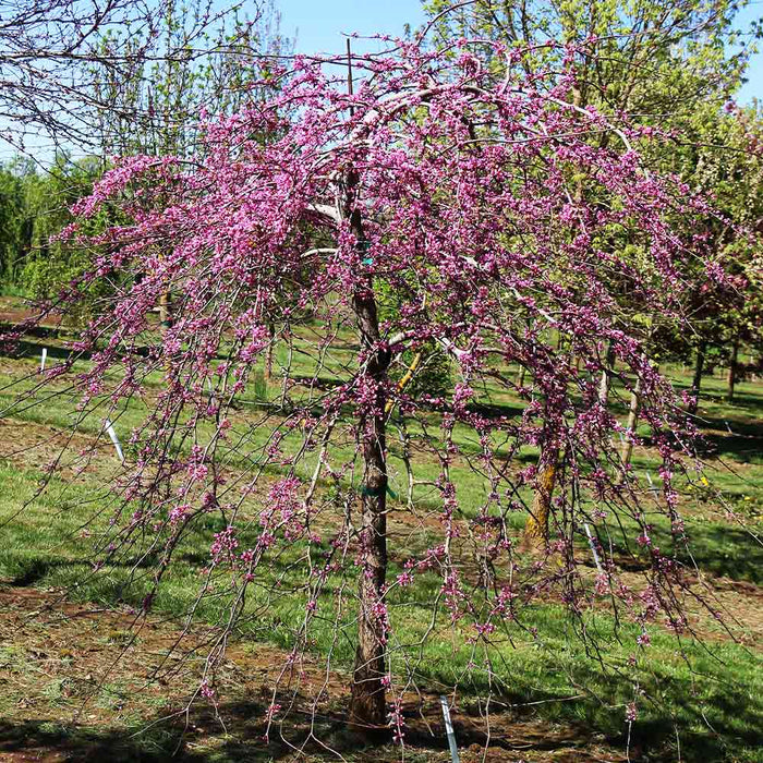 Cercis can Pink Heartbreaker #15