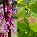 Cercis can Rise 'N Shine #7
