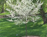 Cercis can Royal White TF #7