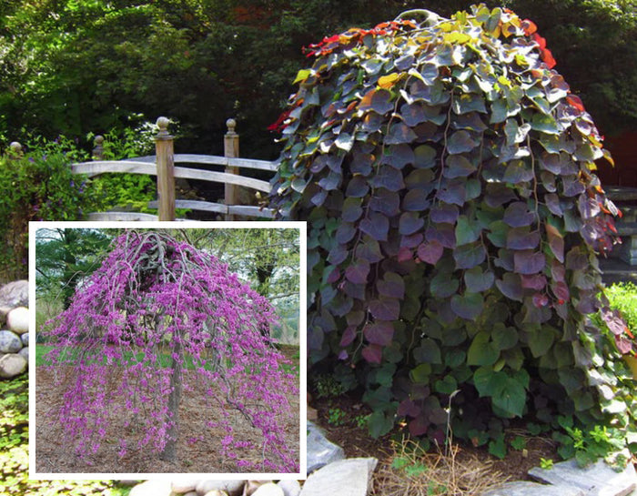Cercis can Ruby Falls #15