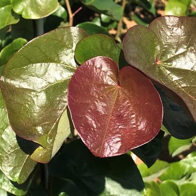 Cercis can Sparkling Wine #7
