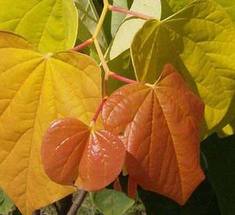 Cercis can The Rising Sun #15