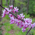 Cercis canadensis TF #5