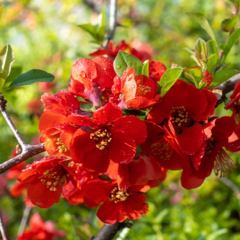 Chaenomeles Texas Scarlet #3