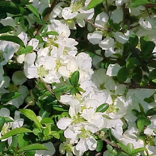 Chaenomeles x Jet Trail #3