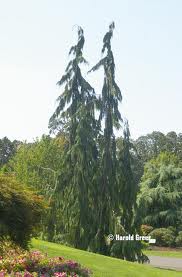 Chamaecyparis noot Bushy Blue 5'