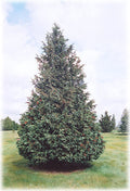 Chamaecyparis noot glauca #6