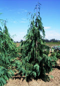 Chamaecyparis noot glauca pendula 6'ht