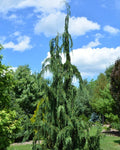 Chamaecyparis noot Jubilee #6