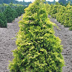 Chamaecyparis ob Crippsii #5