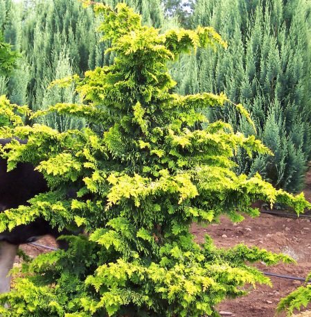 Chamaecyparis ob Fernspray Gold #3