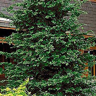 Chamaecyparis ob Gracilis 4'
