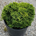 Chamaecyparis p Golden Pincushion #3