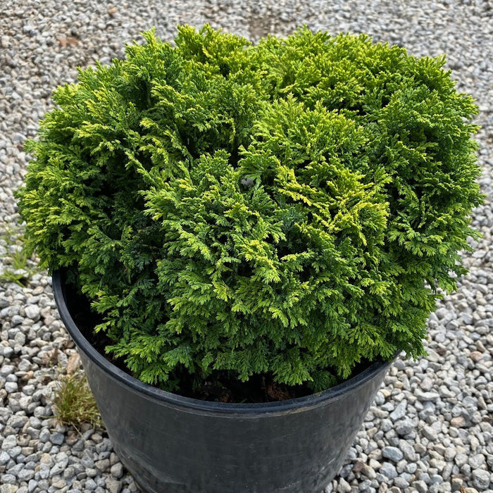 Chamaecyparis p Golden Pincushion #3