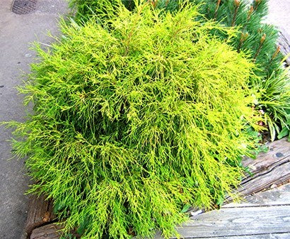 Chamaecyparis p Lime Pie #3