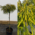 Chamaecyparis p Sungold std #2