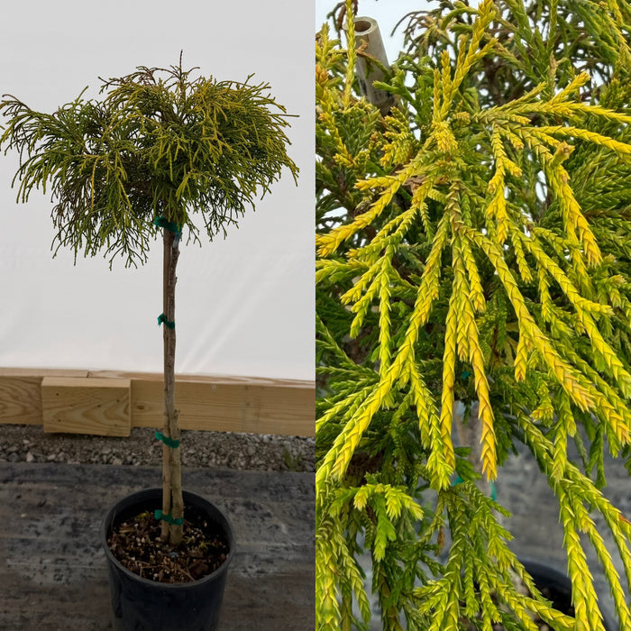Chamaecyparis p Sungold std #2