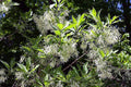 Chionanthus virginicus #3