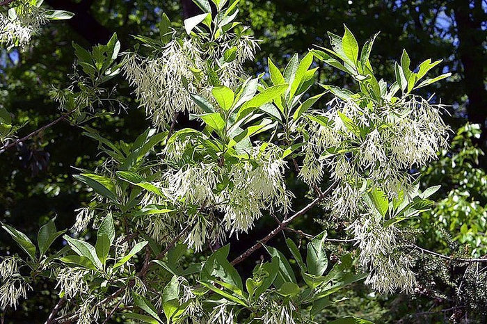 Chionanthus virginicus #3