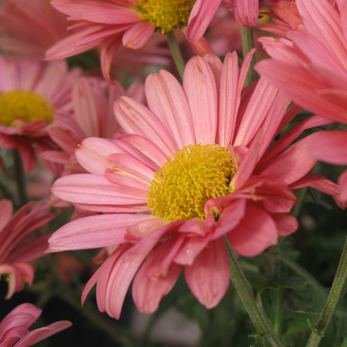 Chrysanthemum Mammoth Coral Daisy #1