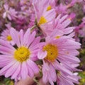Chrysanthemum Raspberry Sorbet 1 qt