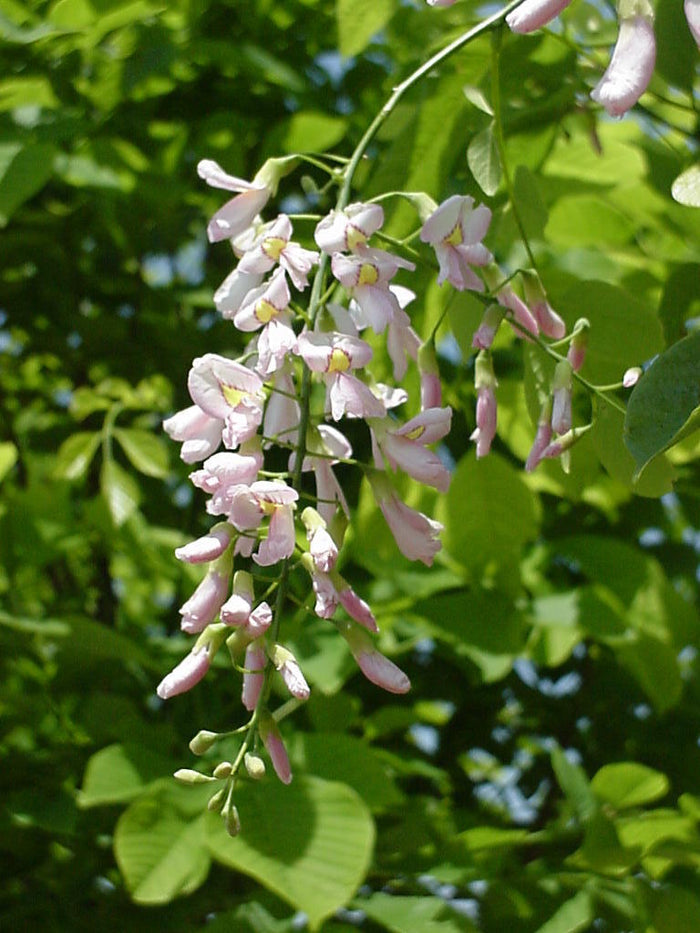 Cladrastis kentukea PerkinsPink #15