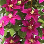 Clematis Acropolis #1