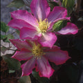 Clematis Asao #1