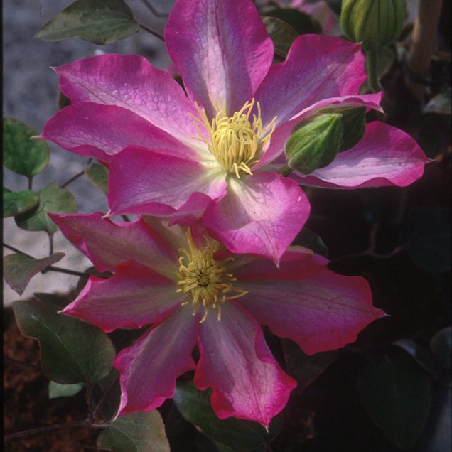 Clematis Asao #1