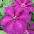 Clematis Cardinal Wyszynski #1