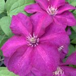 Clematis Cardinal Wyszynski #1