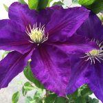 Clematis Duchess of Cornwall #1