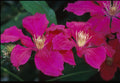 Clematis Ernest Markham #1