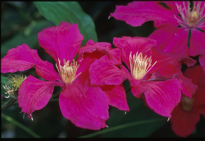 Clematis Ernest Markham #1