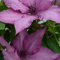 Clematis Giselle #1