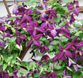 Clematis Happy Jack Purple PW#1