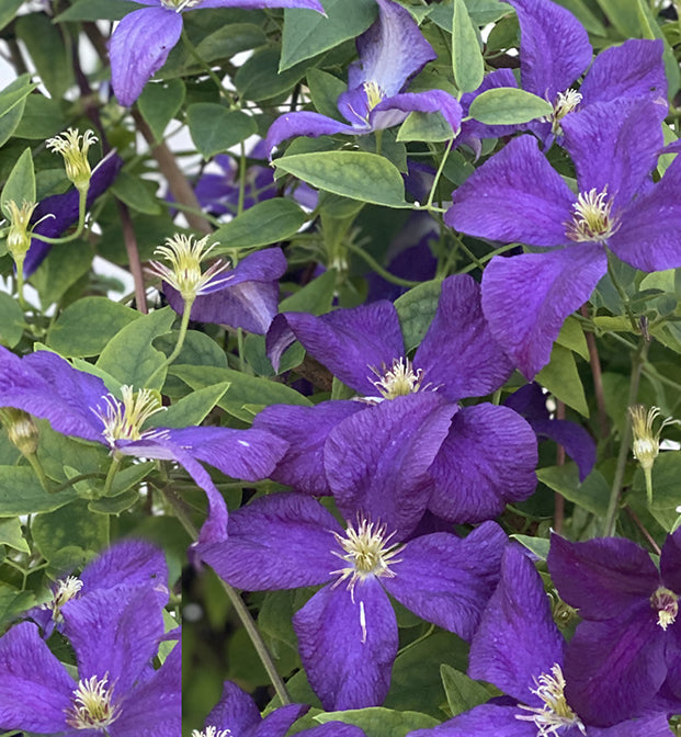 Clematis Jackmanii #1