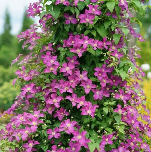 Clematis Jolly Good™ PW#1