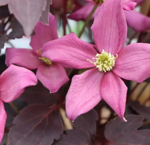Clematis Moongate Mocha PW#1