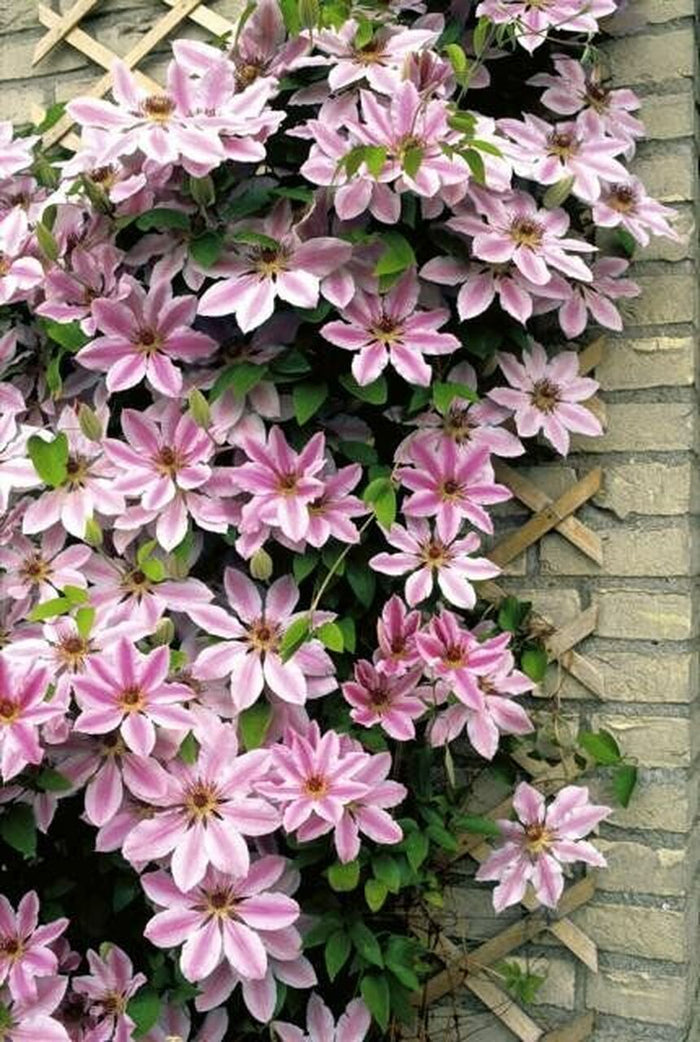 Clematis Nelly Moser #1