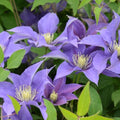 Clematis Olympia #1