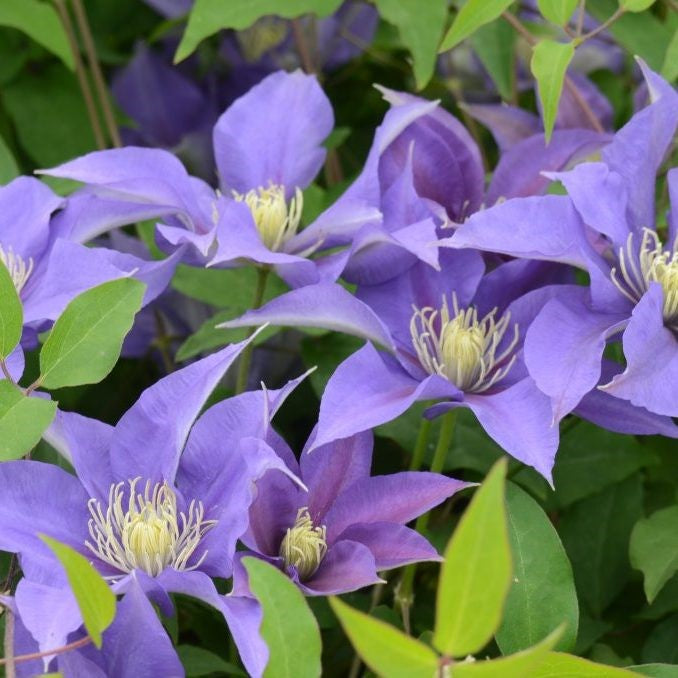 Clematis Olympia #1