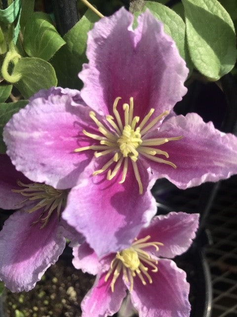 Clematis Piilu #1