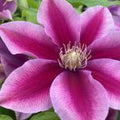 Clematis Poseidon #1