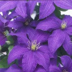 Clematis Rhapsody #1