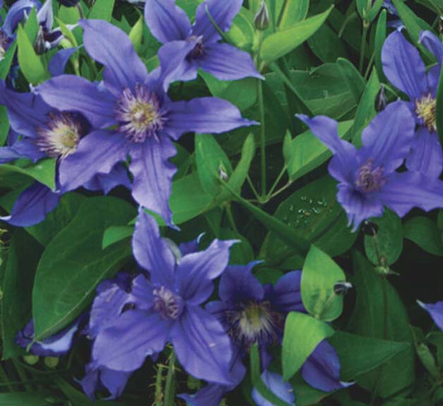 Clematis Sapphire Indigo #1