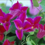 Clematis tex Princess Diana #1